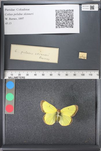 Media type: image;   Entomology 124452